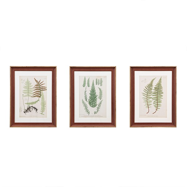 Martha Stewart Lady Fern Collection Botanical Illustration 3-piece Framed Glass and Single Matted Wall Art Set in Green MT95G-0003
